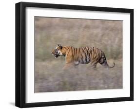 Bengal Tiger, Panthera Tigris Tigris, Bandhavgarh National Park, Madhya Pradesh, India-Thorsten Milse-Framed Photographic Print