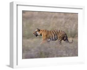 Bengal Tiger, Panthera Tigris Tigris, Bandhavgarh National Park, Madhya Pradesh, India-Thorsten Milse-Framed Photographic Print