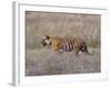 Bengal Tiger, Panthera Tigris Tigris, Bandhavgarh National Park, Madhya Pradesh, India-Thorsten Milse-Framed Photographic Print