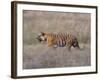 Bengal Tiger, Panthera Tigris Tigris, Bandhavgarh National Park, Madhya Pradesh, India-Thorsten Milse-Framed Photographic Print