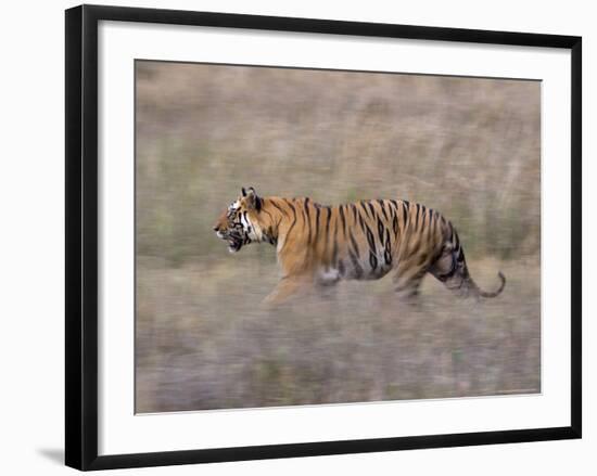 Bengal Tiger, Panthera Tigris Tigris, Bandhavgarh National Park, Madhya Pradesh, India-Thorsten Milse-Framed Photographic Print