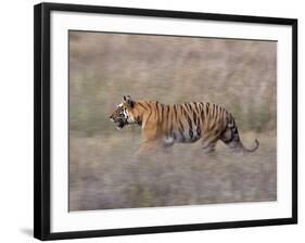 Bengal Tiger, Panthera Tigris Tigris, Bandhavgarh National Park, Madhya Pradesh, India-Thorsten Milse-Framed Photographic Print