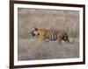 Bengal Tiger, Panthera Tigris Tigris, Bandhavgarh National Park, Madhya Pradesh, India-Thorsten Milse-Framed Photographic Print