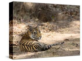 Bengal Tiger, Panthera Tigris Tigris, Bandhavgarh National Park, Madhya Pradesh, India-Thorsten Milse-Stretched Canvas