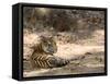 Bengal Tiger, Panthera Tigris Tigris, Bandhavgarh National Park, Madhya Pradesh, India-Thorsten Milse-Framed Stretched Canvas