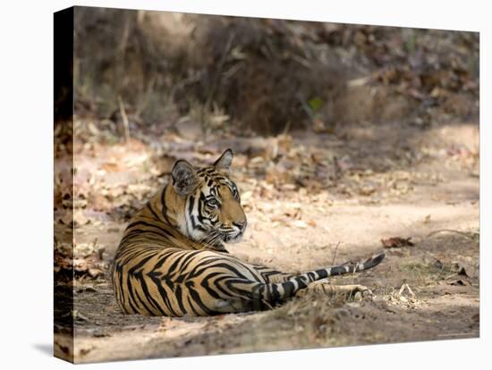 Bengal Tiger, Panthera Tigris Tigris, Bandhavgarh National Park, Madhya Pradesh, India-Thorsten Milse-Stretched Canvas