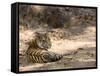 Bengal Tiger, Panthera Tigris Tigris, Bandhavgarh National Park, Madhya Pradesh, India-Thorsten Milse-Framed Stretched Canvas