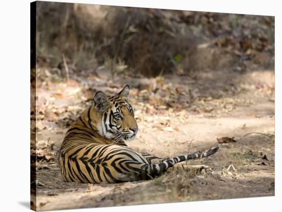 Bengal Tiger, Panthera Tigris Tigris, Bandhavgarh National Park, Madhya Pradesh, India-Thorsten Milse-Stretched Canvas