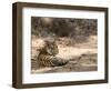 Bengal Tiger, Panthera Tigris Tigris, Bandhavgarh National Park, Madhya Pradesh, India-Thorsten Milse-Framed Photographic Print