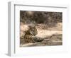 Bengal Tiger, Panthera Tigris Tigris, Bandhavgarh National Park, Madhya Pradesh, India-Thorsten Milse-Framed Photographic Print