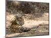 Bengal Tiger, Panthera Tigris Tigris, Bandhavgarh National Park, Madhya Pradesh, India-Thorsten Milse-Mounted Photographic Print