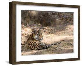 Bengal Tiger, Panthera Tigris Tigris, Bandhavgarh National Park, Madhya Pradesh, India-Thorsten Milse-Framed Photographic Print