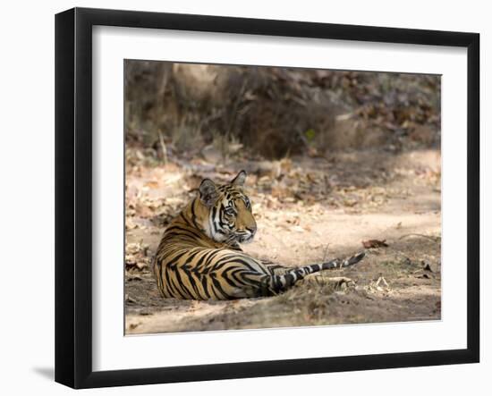 Bengal Tiger, Panthera Tigris Tigris, Bandhavgarh National Park, Madhya Pradesh, India-Thorsten Milse-Framed Photographic Print