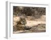 Bengal Tiger, Panthera Tigris Tigris, Bandhavgarh National Park, Madhya Pradesh, India-Thorsten Milse-Framed Photographic Print