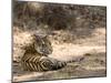 Bengal Tiger, Panthera Tigris Tigris, Bandhavgarh National Park, Madhya Pradesh, India-Thorsten Milse-Mounted Photographic Print