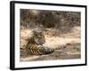 Bengal Tiger, Panthera Tigris Tigris, Bandhavgarh National Park, Madhya Pradesh, India-Thorsten Milse-Framed Photographic Print