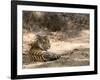 Bengal Tiger, Panthera Tigris Tigris, Bandhavgarh National Park, Madhya Pradesh, India-Thorsten Milse-Framed Photographic Print