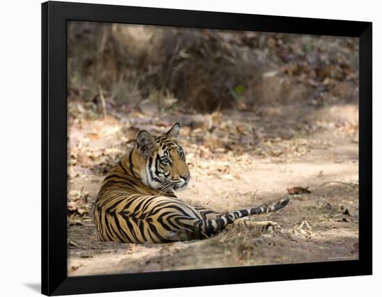 Bengal Tiger, Panthera Tigris Tigris, Bandhavgarh National Park, Madhya Pradesh, India-Thorsten Milse-Framed Photographic Print