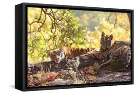 Bengal Tiger, Panthera Tigris Tigris, Bandhavgarh National Park, Madhya Pradesh, India-Kim Sullivan-Framed Stretched Canvas