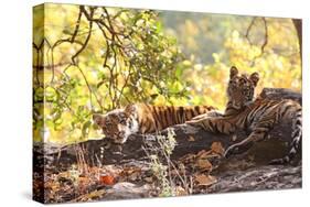 Bengal Tiger, Panthera Tigris Tigris, Bandhavgarh National Park, Madhya Pradesh, India-Kim Sullivan-Stretched Canvas