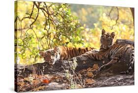 Bengal Tiger, Panthera Tigris Tigris, Bandhavgarh National Park, Madhya Pradesh, India-Kim Sullivan-Stretched Canvas