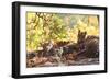 Bengal Tiger, Panthera Tigris Tigris, Bandhavgarh National Park, Madhya Pradesh, India-Kim Sullivan-Framed Photographic Print