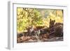 Bengal Tiger, Panthera Tigris Tigris, Bandhavgarh National Park, Madhya Pradesh, India-Kim Sullivan-Framed Photographic Print