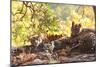 Bengal Tiger, Panthera Tigris Tigris, Bandhavgarh National Park, Madhya Pradesh, India-Kim Sullivan-Mounted Photographic Print