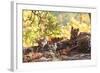 Bengal Tiger, Panthera Tigris Tigris, Bandhavgarh National Park, Madhya Pradesh, India-Kim Sullivan-Framed Photographic Print