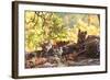 Bengal Tiger, Panthera Tigris Tigris, Bandhavgarh National Park, Madhya Pradesh, India-Kim Sullivan-Framed Photographic Print