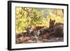 Bengal Tiger, Panthera Tigris Tigris, Bandhavgarh National Park, Madhya Pradesh, India-Kim Sullivan-Framed Photographic Print