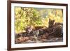 Bengal Tiger, Panthera Tigris Tigris, Bandhavgarh National Park, Madhya Pradesh, India-Kim Sullivan-Framed Photographic Print