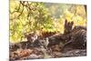 Bengal Tiger, Panthera Tigris Tigris, Bandhavgarh National Park, Madhya Pradesh, India-Kim Sullivan-Mounted Photographic Print