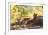 Bengal Tiger, Panthera Tigris Tigris, Bandhavgarh National Park, Madhya Pradesh, India-Kim Sullivan-Framed Photographic Print