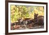 Bengal Tiger, Panthera Tigris Tigris, Bandhavgarh National Park, Madhya Pradesh, India-Kim Sullivan-Framed Photographic Print