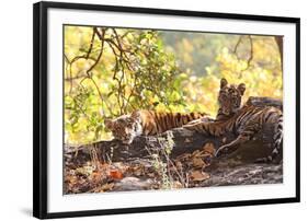 Bengal Tiger, Panthera Tigris Tigris, Bandhavgarh National Park, Madhya Pradesh, India-Kim Sullivan-Framed Photographic Print