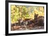 Bengal Tiger, Panthera Tigris Tigris, Bandhavgarh National Park, Madhya Pradesh, India-Kim Sullivan-Framed Photographic Print