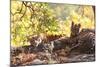 Bengal Tiger, Panthera Tigris Tigris, Bandhavgarh National Park, Madhya Pradesh, India-Kim Sullivan-Mounted Photographic Print