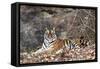 Bengal Tiger, Panthera Tigris Tigris, Bandhavgarh National Park, Madhya Pradesh, India-Kim Sullivan-Framed Stretched Canvas