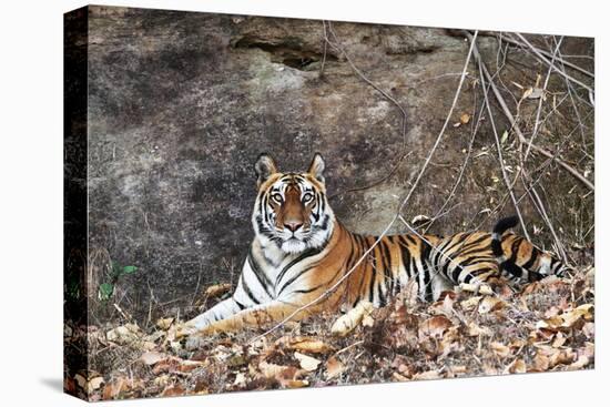 Bengal Tiger, Panthera Tigris Tigris, Bandhavgarh National Park, Madhya Pradesh, India-Kim Sullivan-Stretched Canvas