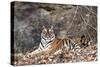 Bengal Tiger, Panthera Tigris Tigris, Bandhavgarh National Park, Madhya Pradesh, India-Kim Sullivan-Stretched Canvas