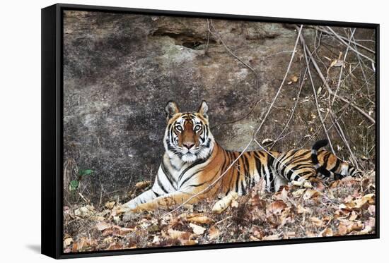 Bengal Tiger, Panthera Tigris Tigris, Bandhavgarh National Park, Madhya Pradesh, India-Kim Sullivan-Framed Stretched Canvas