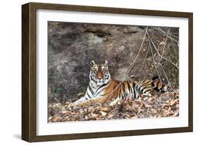 Bengal Tiger, Panthera Tigris Tigris, Bandhavgarh National Park, Madhya Pradesh, India-Kim Sullivan-Framed Photographic Print