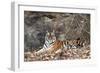 Bengal Tiger, Panthera Tigris Tigris, Bandhavgarh National Park, Madhya Pradesh, India-Kim Sullivan-Framed Photographic Print