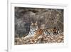 Bengal Tiger, Panthera Tigris Tigris, Bandhavgarh National Park, Madhya Pradesh, India-Kim Sullivan-Framed Photographic Print