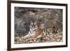 Bengal Tiger, Panthera Tigris Tigris, Bandhavgarh National Park, Madhya Pradesh, India-Kim Sullivan-Framed Photographic Print