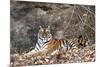 Bengal Tiger, Panthera Tigris Tigris, Bandhavgarh National Park, Madhya Pradesh, India-Kim Sullivan-Mounted Photographic Print