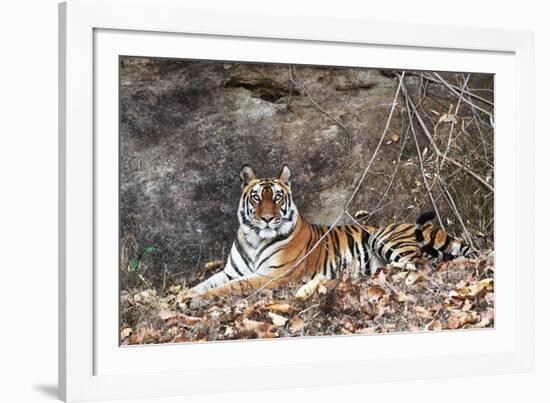 Bengal Tiger, Panthera Tigris Tigris, Bandhavgarh National Park, Madhya Pradesh, India-Kim Sullivan-Framed Photographic Print