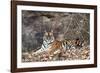 Bengal Tiger, Panthera Tigris Tigris, Bandhavgarh National Park, Madhya Pradesh, India-Kim Sullivan-Framed Photographic Print