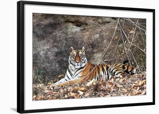 Bengal Tiger, Panthera Tigris Tigris, Bandhavgarh National Park, Madhya Pradesh, India-Kim Sullivan-Framed Photographic Print